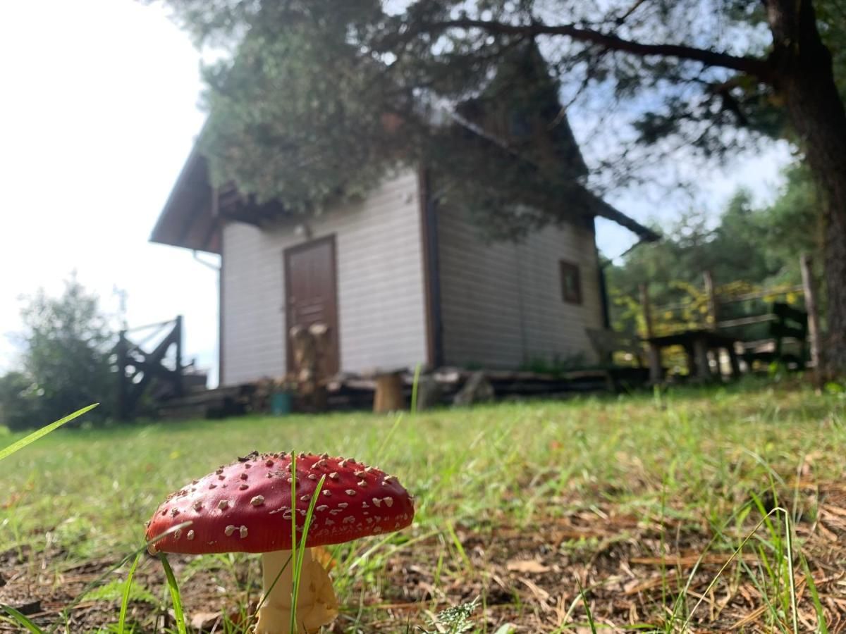 Лоджи Pod Papugami Laskowice-21